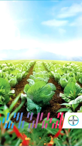 Zat Aktivator Tanaman AMBITION kemasan 1liter dari BAYER