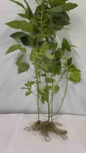 หญ้าแมว ต้นตำแยแมว ต้นกัญชาแมว ใช้แล้วแมวมีความสุข