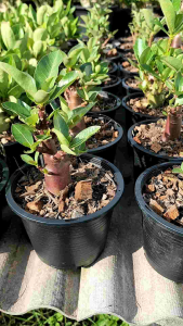 ชวนชมสายต้นกิ่งสีเข้ม  (สีออกเขียวเข้ม แดง ดำ)