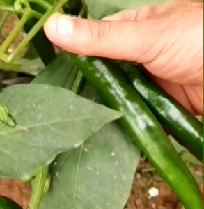 (ELDORA SEEDS) BIJI | BENIH TANAMAN CABE MERAH BESAR