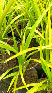 Golden Lily Crinum Asiaticum