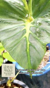 โคโลคาเซีย คิงออฟคัพ (Colocasia King of Cup )ไม้ฟอกอากาศ ไม้มงคล ไม้ประดับ ไม้แต่งสวน ราคาถูกสุดๆ ไม้ด่าง ไม้หายาก