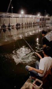 KACANG PRESTO UMPAN MANCING BAWAL