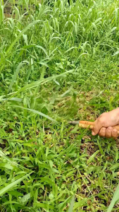 Sabit Rumput Baja Selap/isen