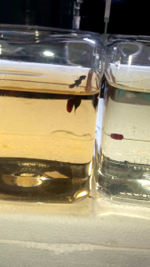 *PROMO* BUY 2 FREE 2 wild betta imbellis