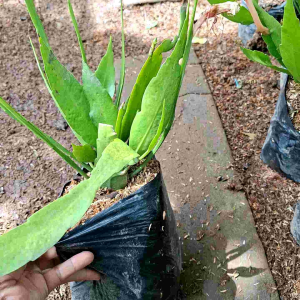 Tanaman Wijaya Kusuma: Dekorasi Gantung Bunga Putih