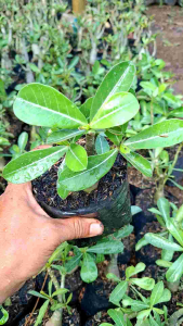 tanaman hias bunga adenium kamboja jepang tanaman hidup bahan bonsai