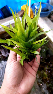 tanaman aquascape kadaka java frem mini per iket yah kaka