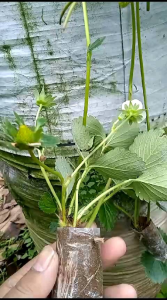 Bibit strawberry Red Giant Big