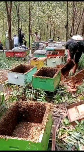 MADU ASLI | MADU KEMASAN EKONOMIS | MADU MURNI 100% ORGANIK