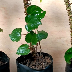 bibit sirih hijau asl bibit tanaman daun sirih hijau tanaman herbal daun sirih bibit daun sirih