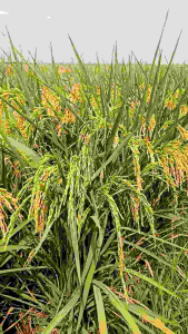 benih padi Ciherang super banyak di minati para petani KMSAN 5kg
