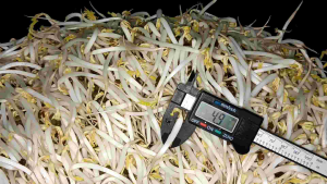 ฮอโมนเพาะถั่วงอกฟอมูล่าพลัสชีวภาพขาวแข็งแรงแห้งทนขนาด1ลิตร1ขวด