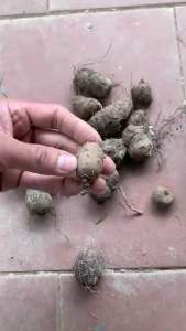 Khoai mỡ tím(củ giống )