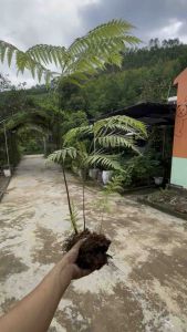 Culi siêu to trồng sân vườn