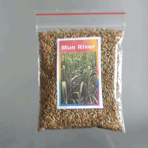 Mun River 6000 Seeds Per Pack