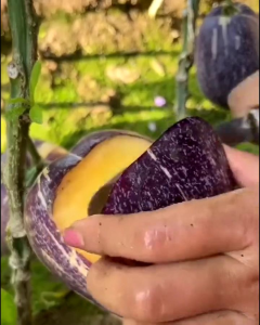 Selamat Datang Ditoko Kami Bibit Buah Pepino Kuning Buah ini Dari Amerika Buah Pepino Adalah Buah Asli Andes Amerika Selatan karena rasa dan teksturnya yang mirip dengan melon dan mentimun. Buah ini memiliki berbagai manfaat kesehatan