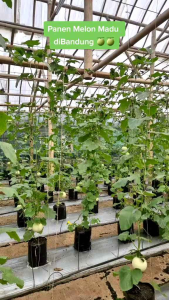 200 biji benih melon madu manis cepat tumbuh