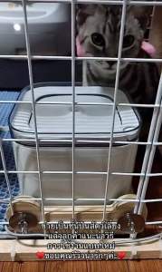 LP43 ชั้นลอยติดกรง ชั้นปีนสัตว์เล็ก ชินชิลล่า กระรอก บุชเบบี้ ทำจากไม้สนเกรดA ขนาดใหญ่ 20x20 cm และ 25x25 cm หนา 15 mm