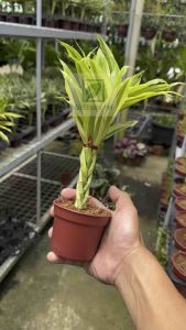 𝗟𝘂𝗰𝗸𝘆 𝗕𝗮𝗺𝗯𝗼𝗼 𝗟𝗶𝘃𝗲 𝗣𝗹𝗮𝗻𝘁 (𝗕𝗿𝗮𝗶𝗱𝗲𝗱)– 𝗜𝗻𝗱𝗼𝗼𝗿 𝗗𝗲𝘀𝗸 𝗳𝗼𝗿 𝗚𝗼𝗼𝗱 𝗟𝘂𝗰𝗸 𝘄𝗶𝘁𝗵 𝗙𝗥𝗘𝗘 𝗣𝗹𝗮𝘀𝘁𝗶𝗰 𝗣𝗼𝘁