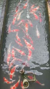 TOP PREMIUM GRADE 12-14” sizes ( JAPAN BLOODLINE )  10pcs at RM2800 + shipping RM100 ( 4 XL BOX ) - RANDOM PICKS BY SIFU FARMER