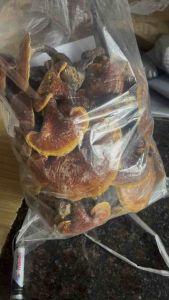 ( 500gr ) Nấm Lim Xanh Thảo dược Đặc sản rừng 14 ĐSR