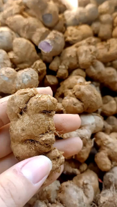 1Kg Củ NGÃI ĐENGỪNG ĐEN Núi tím đậm vừa trồng hay dùng trị bệnh đều đc