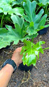 Tanaman Hias Philodendron Selloum & Tanaman Interior Murah