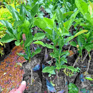 Tanaman Jeruk Purut: Bumbu Masak Alami