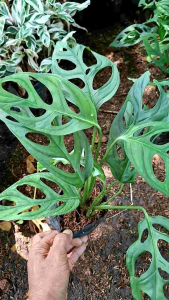 Tanaman Philodendron Janda Bolong Janbol COD Tanaman Media Air