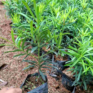 tanaman lohansung bahan bonsai lohansung