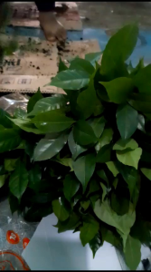 25 Bibit Kopi  Cabutan / Bibit Kopi Liberika / Bibit Kopi Liberica