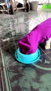 JAKET HODIE KUCING STYLISH
