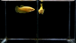 ปลากัด สวยงาม สีเหลือง ซูเปอร์เยลโล่ว พร้อมรัด คัดเกรด ตรงปก แข็งแรง(มีรับประกัน)