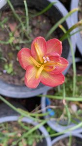 016.หัวดอกบัวดิน Nutty27 หัวละ 20 บาท ดอกหอม