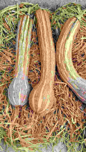 เมล็ดพันธ์ุฟักทองเงือกสองใจ 10 เมล็ด ราคา 150 บาท เมล็ดพันธุ์ผสมเกษรเเบบเปิด