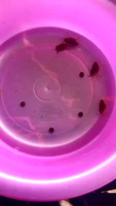 thức ăn cho của biển ăn - cám cho cua biển Thức Ăn Cua Nhập Khẩu Từ Việt Nam Cá Mập Ăn Cua Biển Hiệu Quả - Lazada