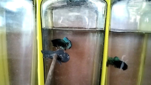 B111 สายเลือดมาเลย์ร้อย - เนื้อหนังหนาลำโตชัดเจนเรื่องชั้นเชิง