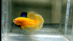 Solid Yellow Halfmoon Plakat HMPK Betta Fish / Ikan Laga/ 斗鱼 (Not random fish）16