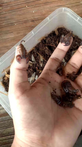 kalajengking kecil hidup