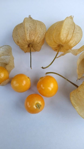 Benih Ciplukan Golden Berry per 100 gram