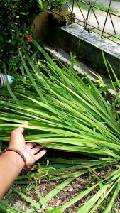 Bawang dayak langka super segar 100 gram siap kirim