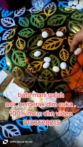 combo batumanigajah asli 2 alam gerak dlm cuka