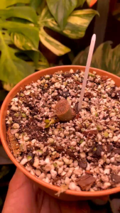 Philodendron Caramel Marble Variegatedด่างชมพูโทนสีหายากเหมาะสำหรับนักสะสมที่ชอบความสวยงามและสีสันที่สดใสของเจ้าพิณนาคชนิดนี้ขายแบบข้อตัดสดชำส่งอย่างดีเหมาะแก่การปลูกเก็บสะสม