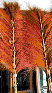 Dekorasi rayung mix warna ombre belang Murah