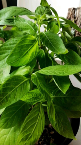 🌿 Chinese Violet Asystasia gangetica Plant (Edible) Organic