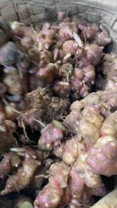 Rimpang ubi yacon siap semai 100-140 gram rimpang super