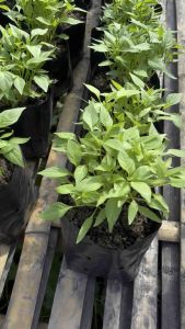 ชุดผักรวมผักรวม4 ต้น89 คละแบบได้ค่ะ ช่วงโปรสินค้าลงใหม่