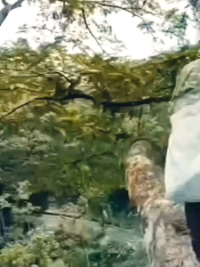 [100% ASLI] Madu Lebah Hutan 1.5KG/ Royal Jelly/ Madu Tualang Asli/ Madu Kelulut/ Raw Honey