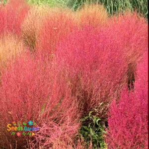 100 BUTIR BIJI/BENIH TANAMAN BASSIA SCOPARIA | KOCHIA